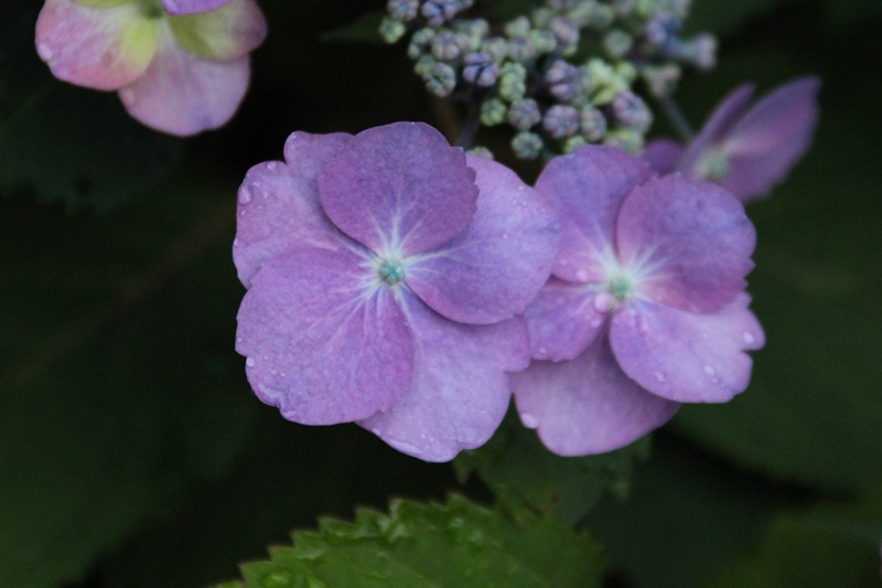 slideshow